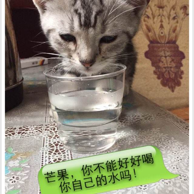 麦尔斯大学经济学文凭证书